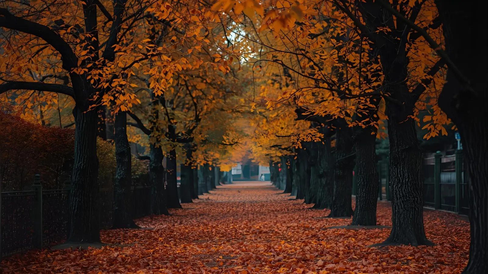 Golden leaves scattered on woodland path at sunset, inspiring seasonal reflection.
